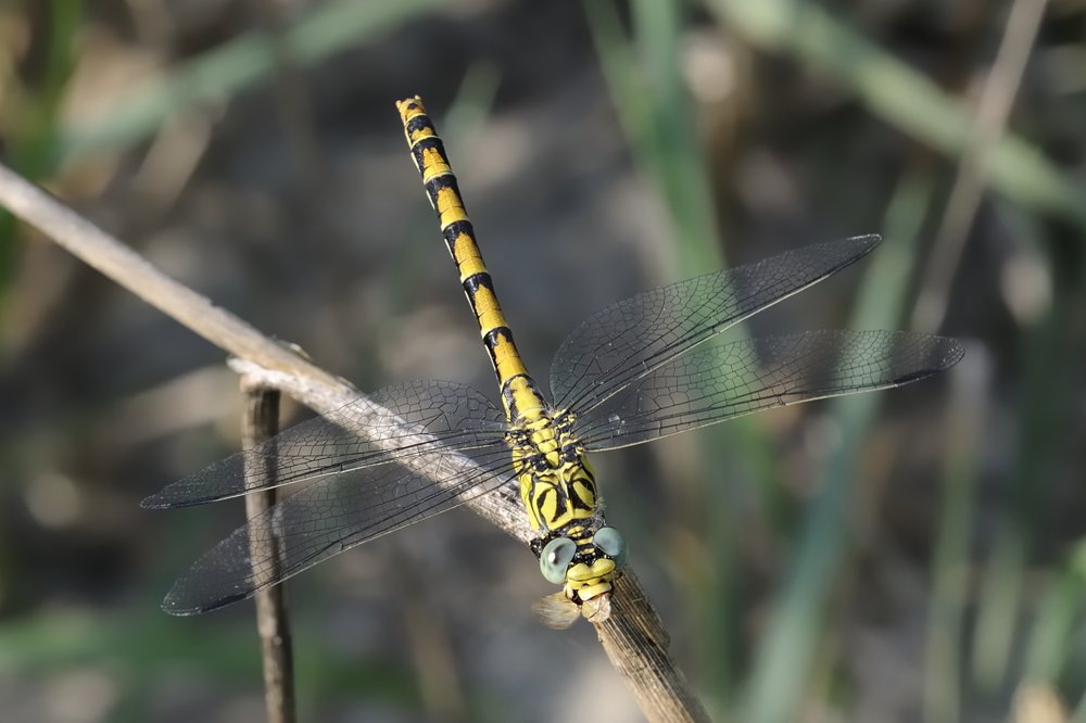 Gomphus flavipes? - No, Onychogomphus forcipatus